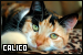 calico cats fanlisting