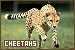 cheetahs fanlisting