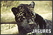 jaguars fanlisting