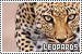 leopards fanlisting