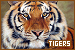 tigers fanlisting